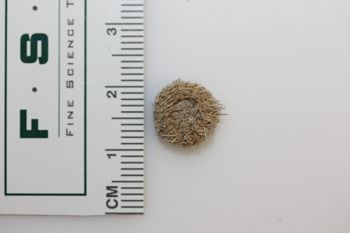 Media type: image;   Invertebrate Zoology ECH-1404 Description: Preserved specimen.;